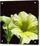 Petunia Light Acrylic Print