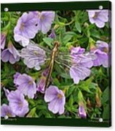 Petunias With Dragonfly Acrylic Print