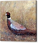 Pheasant In The Grass Acrylic Print