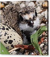 Killdeer Baby - Photo 25 Acrylic Print