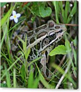 Pickerel Frog Acrylic Print