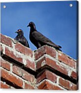 Pigeons On Bricks Acrylic Print