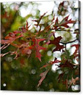 Pin Oak In Autumn Acrylic Print