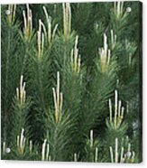 Pine Spring Growth Santa Cruz California Acrylic Print