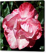 Pink And White Rose Acrylic Print