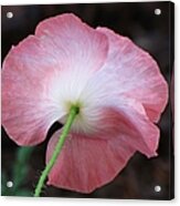 Pink And White Shirley Poppy Acrylic Print