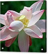 Pink Attraction Acrylic Print
