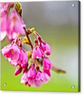 Pink Blossom Acrylic Print