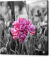 Pink Carnation Acrylic Print
