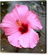 Pink Flower Acrylic Print