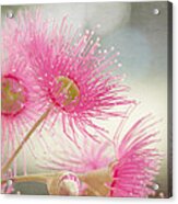 Pink Flowering Acrylic Print