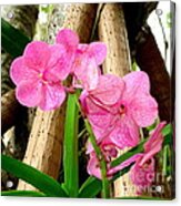 Pink Hawaiian Orchid Acrylic Print