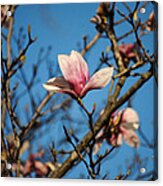 Pink Magnolia Flower Acrylic Print