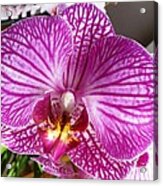 Pink Orchid Acrylic Print
