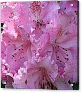 Pink Rhododendrons Acrylic Print
