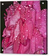 Pink Rose Wendy Cussons Acrylic Print
