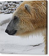 Polar Bear 2 Acrylic Print