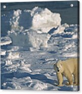 Polar Bear Lone Yearling On Shore Acrylic Print
