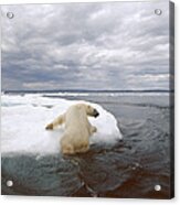 Polar Bear Ursus Maritimus Hauling Acrylic Print