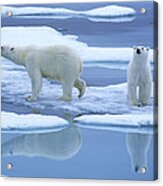 Polar Bear Ursus Maritimus Pair On Ice Acrylic Print