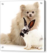 Pomeranian And Black-and-white Spotted Acrylic Print