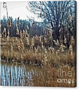 Pond And Grasses Acrylic Print