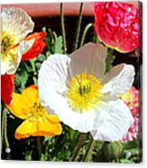 Poppy Galore Acrylic Print