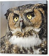 Portrait Of A Great Horned Owl Acrylic Print