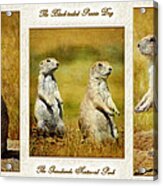 Poster Prairie Dogs Acrylic Print