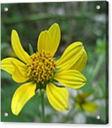 Power Flower Acrylic Print