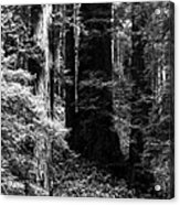 Prairie Creek Redwoods State Park 4 Acrylic Print
