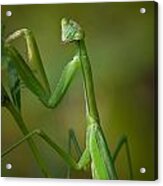 Praying Mantis Acrylic Print