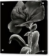 Princess Flower In Black And White Acrylic Print