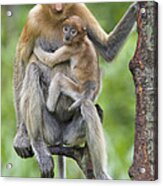 Proboscis Monkey Female And Six Week Acrylic Print