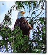 Proud Eagle Acrylic Print