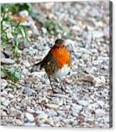 Proud Little Bird Acrylic Print