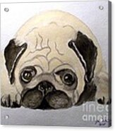 Pug Acrylic Print