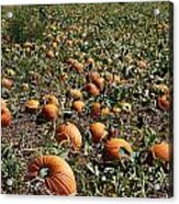 Pun'kin Patch Acrylic Print