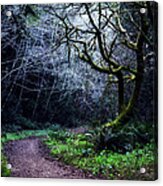 Purisima Creek Trail Acrylic Print