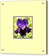 Purple And Orange Iris Photo Square Acrylic Print
