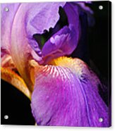 Purple And Yellow Iris Close Up Ii Acrylic Print