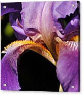 Purple And Yellow Iris Close Up Acrylic Print