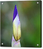 Purple And Yellow Iris Flower Bud Acrylic Print