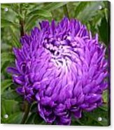 Purple Dahlia Acrylic Print