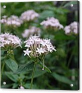 Purple Flower Acrylic Print