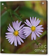 Purple Flowers Acrylic Print