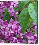 Purple Lilac Acrylic Print