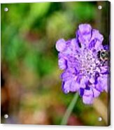 Purple Pin Acrylic Print