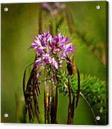 Purple Pizzazz Acrylic Print