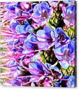 Purple Pride Of Madeira Flowers . 7d14819 Acrylic Print